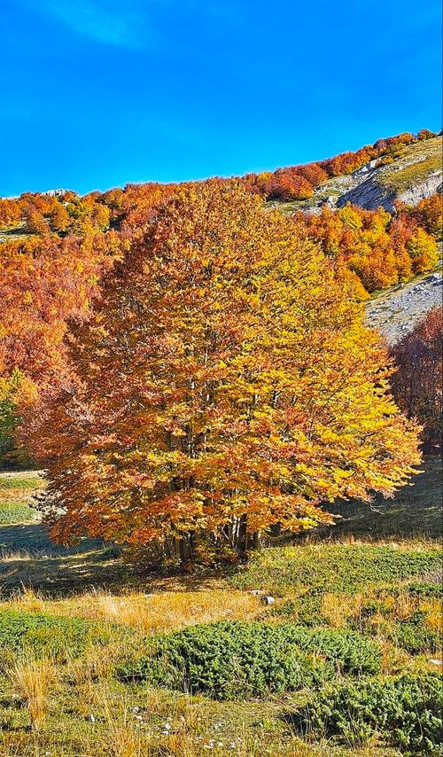 Monte Midia 1731 mt - Domenica 25 ottobre 2026: escursione in una delle faggete più grandi d'Europa